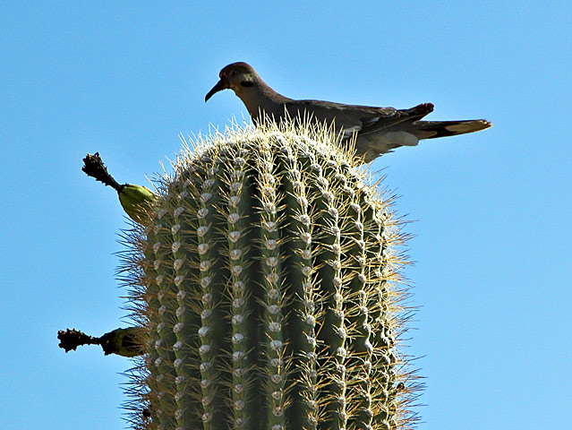 Cactus dove