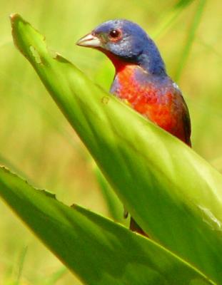painted bunting male july 17 089.jpg