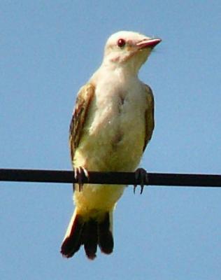 juvie scissortail july 17 pm 012.jpg