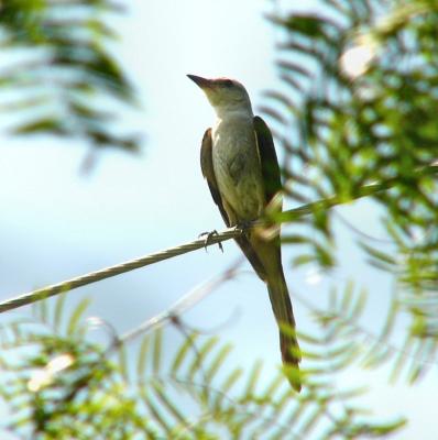 female scissortail july 17.jpg