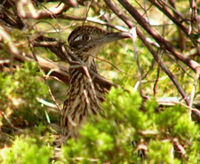 u32/rosah/medium/31566658.roadrunnerjuly18Em061.jpg