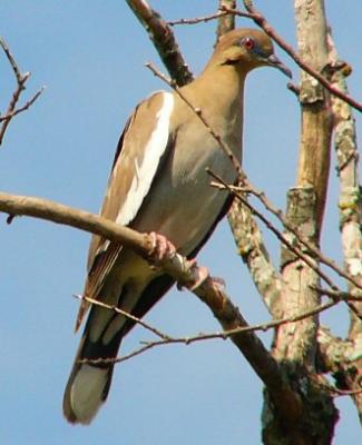 u32/rosah/medium/31566675.whitewingeddovejuly18Em016.jpg