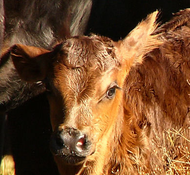 cows