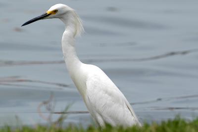 Young Egret