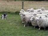 Mossy Keeps Sheep in Line