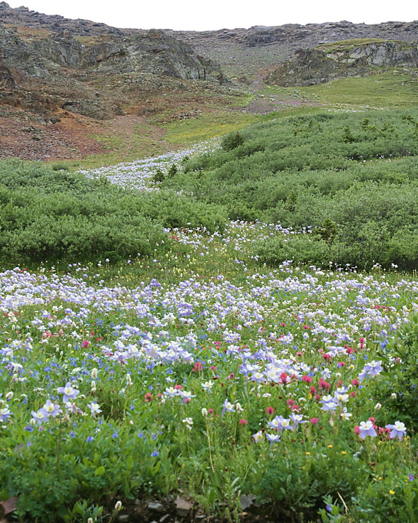 Ouray Wildflowers
