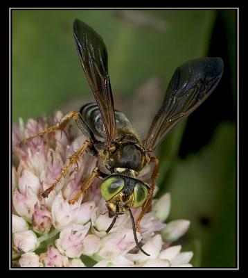 aCRW_7341.jpg