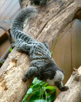 marmosets 7.jpg