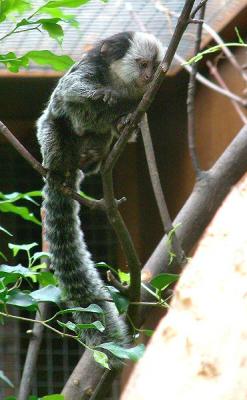 marmosets 8.jpg