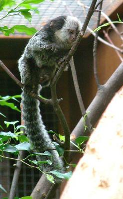 u32/sandpiper/medium/41162007.marmosets8.jpg