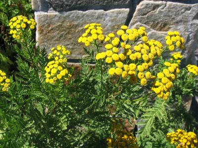 2003 Flower name? Tansy probably