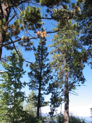 2003 Pines in park, Jeffries or Ponderosa?