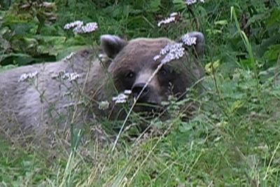 bearstare.jpg