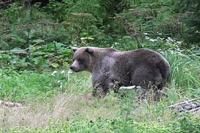 bear-plays-with-buoy.jpg