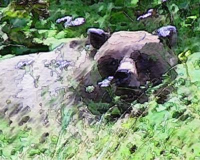 cardiffbear.jpg