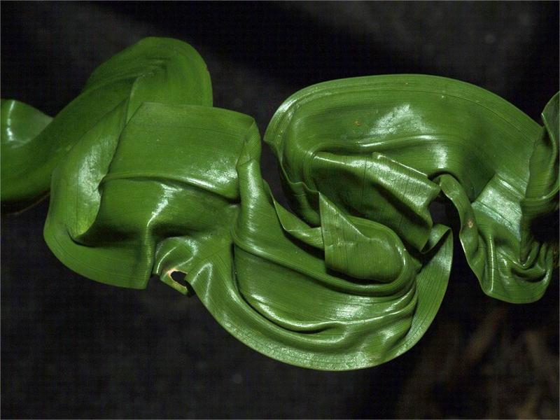 Torturated bamboo leave