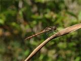 Dragonfly #1