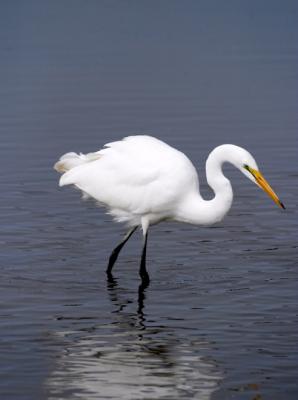 Egret 1