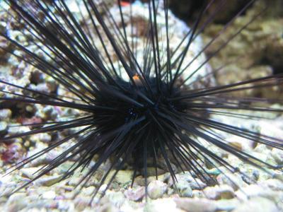 Galveston - Moody Gardens Aquarium