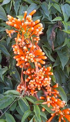 Orange Trumpet Vine, (Pyrostegia ignea)