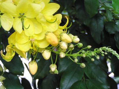 Gold shower (Cassia fistula)