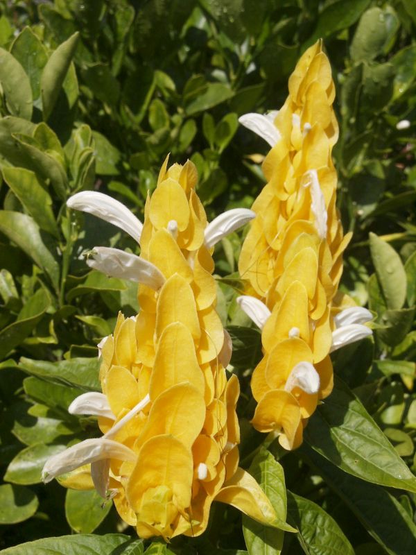 Lollipop (Pachystachys lutea)