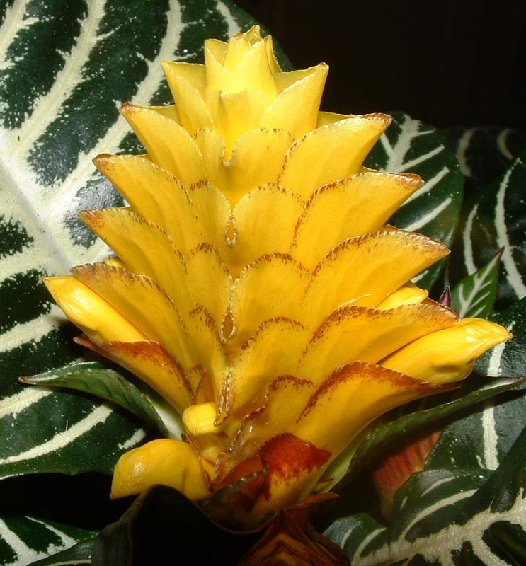 Aphalandra or Zebra Plant