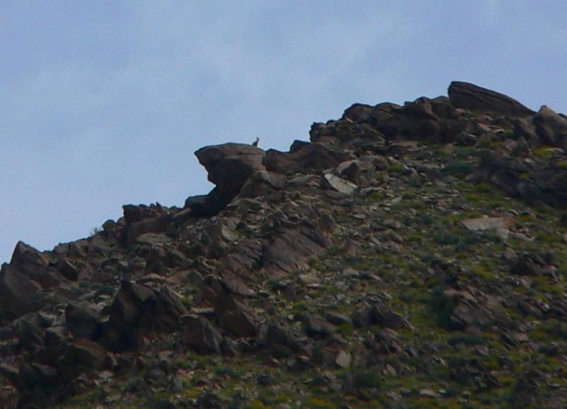 A Big Horn Sheep