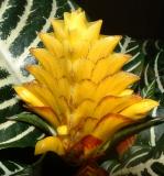 Aphalandra or Zebra Plant