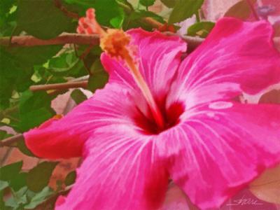 pink hibiscus