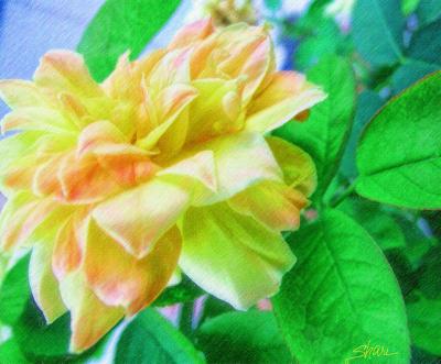 colored pencil rose