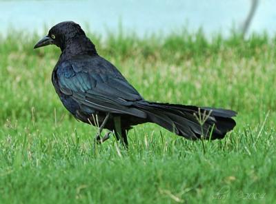 bird on grass
