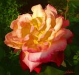 yellow and pink rose