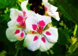 geraniums