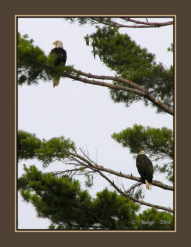 Double Eagles