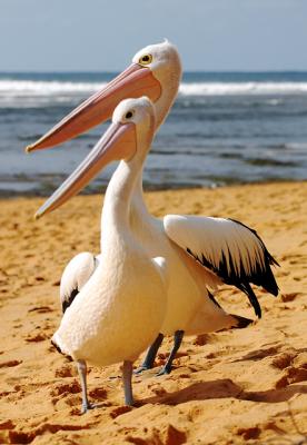 Two pelican mates