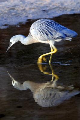 Egret reflection