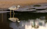 Egret