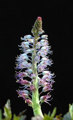 Lachenalia