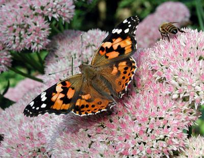 Painted Lady & Bee
