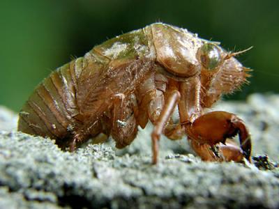 Locust Shell