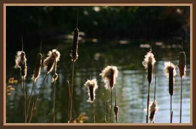 Bullrushes