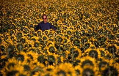 Sunflowers, Burgundy, France