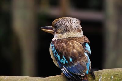 Kookaburra