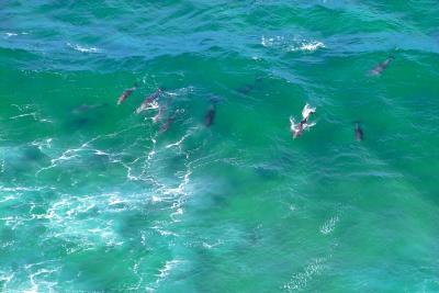 Dolphins at Cape Byron
