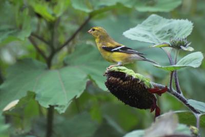 singer in the garden