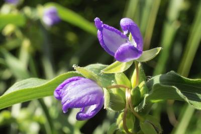 Spiderwort (Tradescantia virginiana)