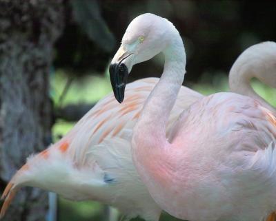 flamingo.10089.jpg