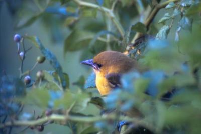 YELLOW BIRD RESTING