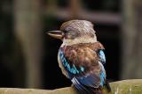 Kookaburra